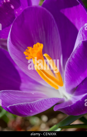 Blühende Krokus im zeitigen Frühjahr. Stockfoto