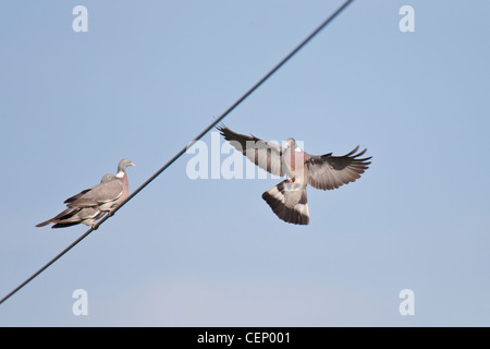 Ringeltaube, Columba palumbus, gewöhnliche Holztaube Stockfoto