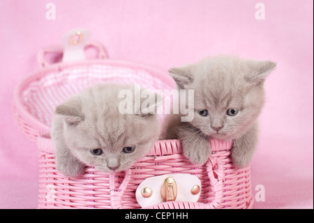 Britisch Kurzhaar Kätzchen in rosa Hintergrund Stockfoto