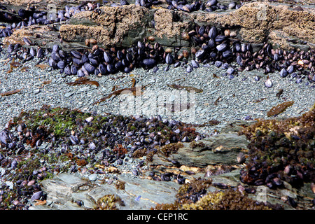 Muscheln und Austern in den Nationalpark von Ushuaia in Argentinien zu leben Stockfoto