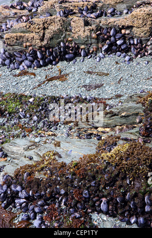 Muscheln und Austern in den Nationalpark von Ushuaia in Argentinien zu leben Stockfoto