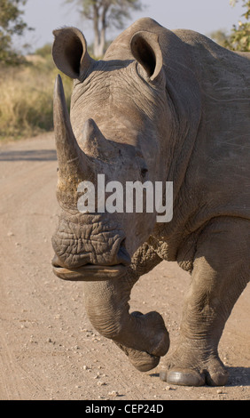 White Rhino Bull, (Ceratotherium Simum) Süd Afrika Stockfoto