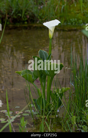 Drachenwurz, Calla palustris, Calla Stockfoto