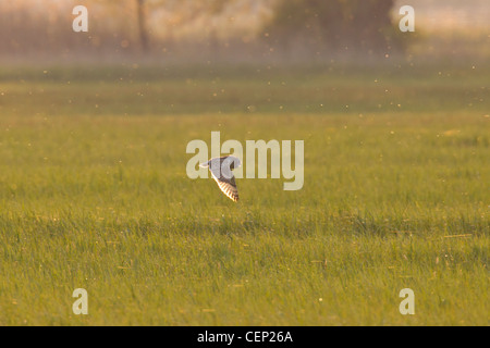 Sumpfohreule, ASIO flammeus, Kurzohreule Stockfoto