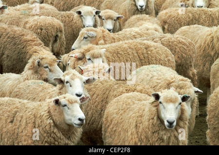 Mob von Schafen, Catlins, South Otago, Südinsel, Neuseeland Stockfoto