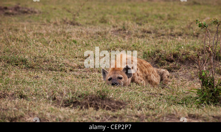 Kenia - Masai Mara - entdeckt Hyäne - am frühen Morgen Stockfoto
