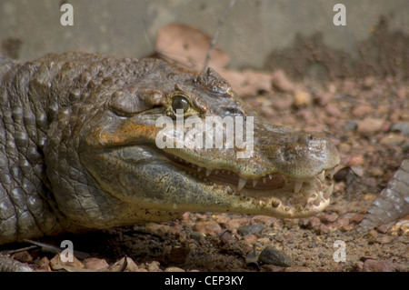 Straßenräuber Krokodil (Crocodylus Palustris) Porträt mit geöffneten Kiefer, Gefangenschaft, Indien. Stockfoto