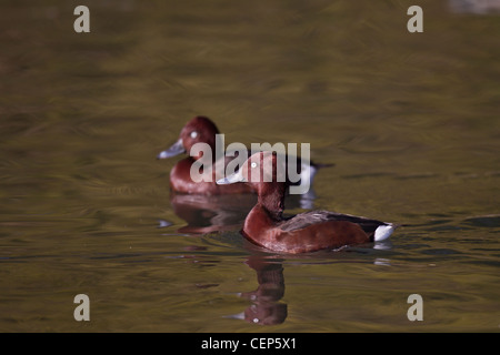 Moorente, Aythya nyroca, eisenhaltige Ente Stockfoto