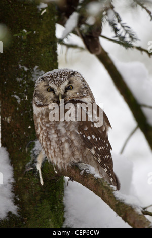 Raufusskauz, Aegolius funereus, Borealeule Stockfoto