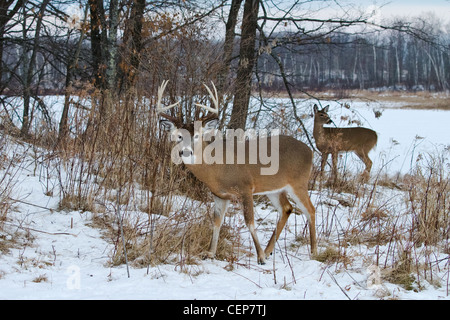 Weiß - angebundene Rotwild im winter Stockfoto