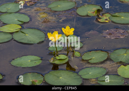 Europaeische Seekanne, Nymphoides peltata, gesäumte Seerose Stockfoto