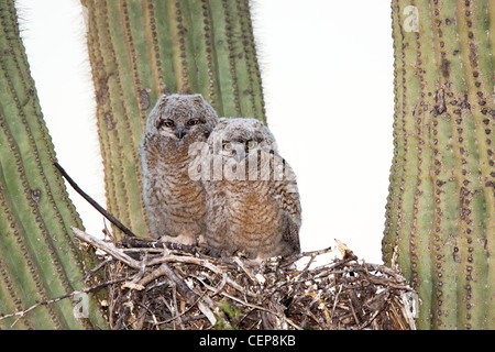 Große gehörnte Eule Bubo Virginianus Tucson, ARIZONA, USA 23 können Jungvögel im Nest im Saguaro Kaktus. Leptogrammica Stockfoto