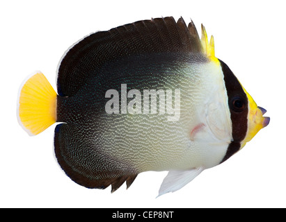 Vermiculated Angelfish isoliert auf weißem Hintergrund. Chaetodontoplus mesoleucus Stockfoto