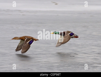 Paar Mallard Enten fliegen über den zugefrorenen See Stockfoto