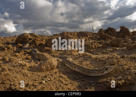 Gemalt Wüste glänzende Schlange, (Arizona Elegans Philipi), Valencia County, New Mexico, USA. Stockfoto