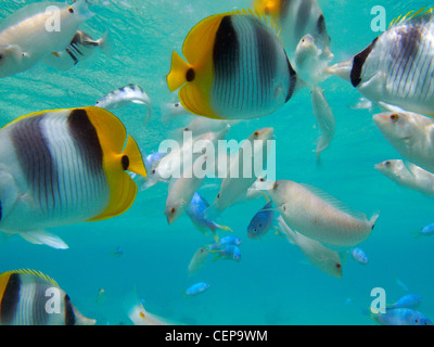 Pazifische Doppel-Sattel Butterflyfish und Threespot Wrasse, Malolo Lailai Island Mamanuca Inseln, Fidschi, South Pacific Stockfoto
