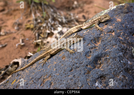 Nördlichen Sagebrush Lizard, (Sceloporus Graciosus Graciosus), Kolob Canyons, Zion Nationalpark, Washington County, Utah, USA. Stockfoto