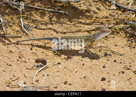 Männliche gesprenkelten Earless Lizard, (Holbrookia Maculata Approximans), Petroglyph National Monument, Bernalillio Grafschaft, New-Mexico. Stockfoto