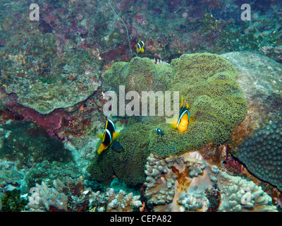 Anemonenfische oder Clownfische (Amphiprion sp) und Korallen, North Reef in der Nähe von Mana Island, Mamanuca Inseln, Fiji, Südsee Stockfoto