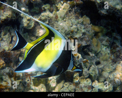 Maurische Idol (Zanclus Cornutus), Malolo Lailai Island, Mamanuca Inseln, Fidschi-Inseln, Süd-Pazifik Stockfoto