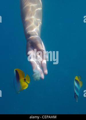 Schnorchler Handanlage Pacific Double-Sattel Butterflyfish, Malolo Lailai Island Mamanuca Inseln, Fidschi Stockfoto
