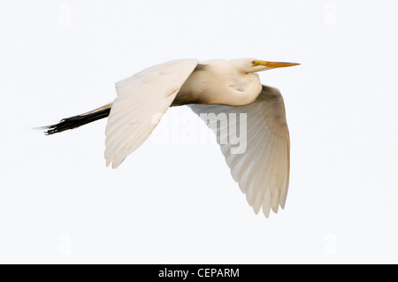 Silberreiher im Flug, Okeechobee, Florida Stockfoto