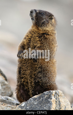 Bauche Marmot, Rocky Mountain Nationalpark, Estes Park, Colorado Stockfoto