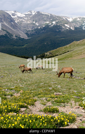 Stier, Elch auf Nahrungssuche in der alpinen Tundra, Rocky Mountain Nationalpark, Estes Park, Colorado Stockfoto