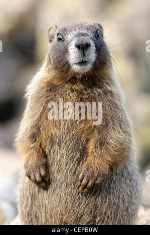 Bauche Marmot, Rocky Mountain Nationalpark, Colorado Stockfoto