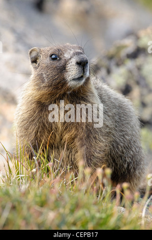 Bauche Marmot, Rocky Mountain Nationalpark, Colorado Stockfoto