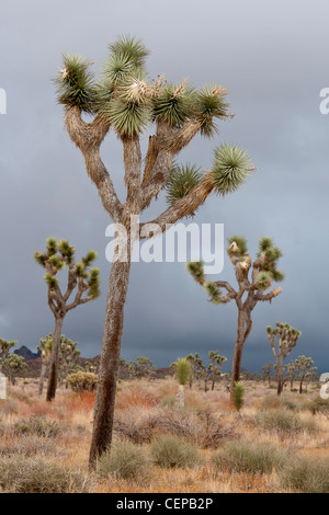 Joshua Bäume unter drohenden Gewitter, Joshua Tree Nationalpark, Kalifornien Stockfoto