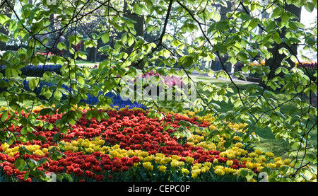 Bunte Tulpen und Zweige mit Buche hinterlässt auf April am frühen Morgen im Frühling Stockfoto