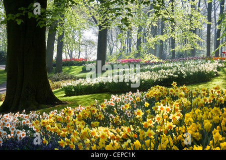 Am frühen Morgen im Park mit Narzissen und kommend im Frühjahr Stockfoto