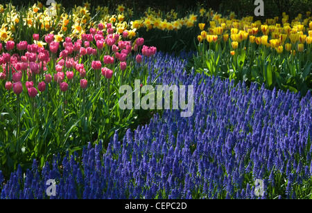 Gemeinsamen Trauben Hyazinthe mit Narzissen und Tulpen an sonnigen Frühlingstag im april Stockfoto