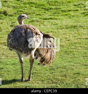 Strauß Darwins Rhea, weniger Rhea oder Pterocnemia Pennata gesehen von hinten mit einem gespreizten Flügel Stockfoto