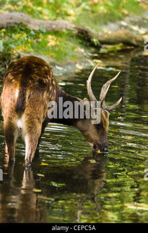 Philippine männlich gesichtet, Hirsch, Cervus oder Rusa Alfredi stehen im Wasser und trinken Stockfoto