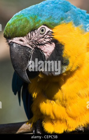 Gelbe und blaue Papagei auf Ast Stockfoto