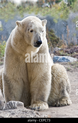 Sitzen, Eis- oder Polarbear suchen - vertikales Bild Stockfoto