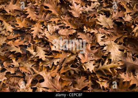 Backgound leichte braune gefallenen Herbst Blätter - amerikanischen Eiche Stockfoto