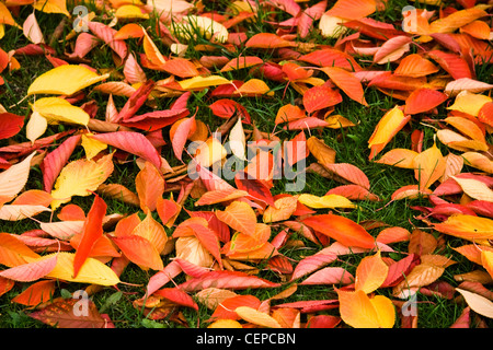 Hintergrund der bunten gefallenen Herbst Blätter auf Rasen - Kirschbaum Stockfoto