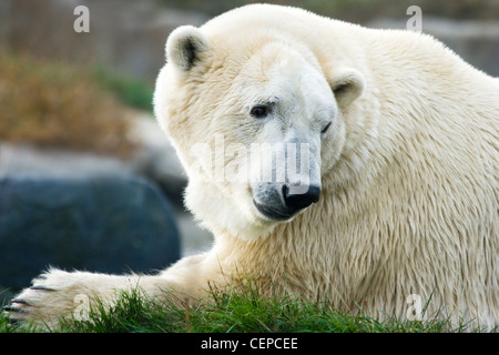 Eisbär, Eisbär oder Ursus Maritimus Festlegung und im Rückblick Stockfoto