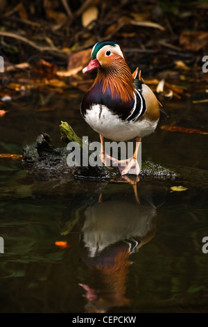 Männliche Mandarinente oder Aix Galericulata im Herbst mit Spiegelung im Wasser Stockfoto