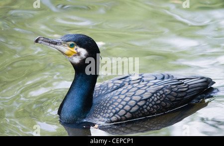 Kormoran Phalacrocorax Carbo schwimmen um nach dem Fang zu Fischen Stockfoto