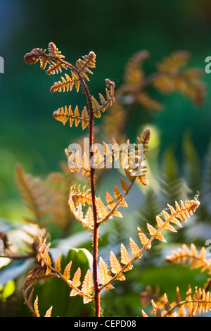 Junge bronzefarbenen Blatt auf Farn bei Sonnenuntergang im Frühling-Shallow Dof-vertikale Bild Stockfoto