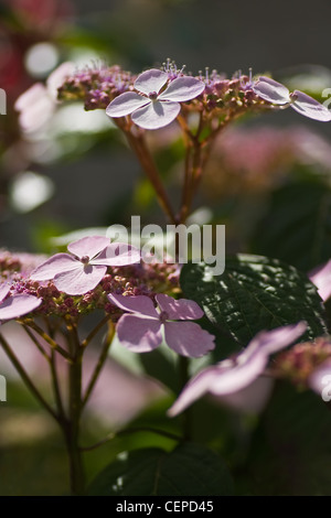 Rosa Hortensia Blumen im Sommer-vertikale Bild Stockfoto