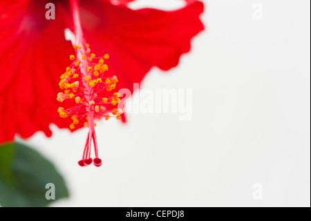 Hibiscus Rosa Sinensis. Rote Hibiskusblüten auf weißem Hintergrund Stockfoto