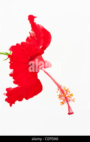 Hibiscus Rosa Sinensis. Rote Hibiskusblüten auf weißem Hintergrund Stockfoto