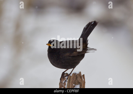 Amsel Stockfoto