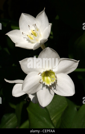 Weiß Narcissus tazetta Costa Rica Garden Flower Stockfoto