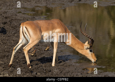 Männlichen Impala (Aepyceros Melampus) Trinkwasser, Südafrika Stockfoto